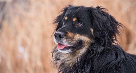 Bernese Mountain Dog Huge Fluffy Dog Breeds - PUPPY CUTE DOG