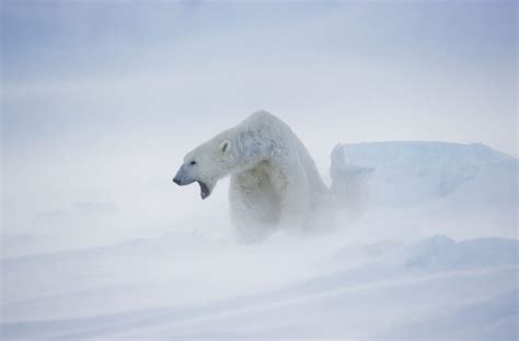 Polar Bear, Norway | Good Nature Travel Blog