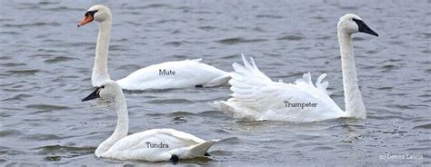 Swan Identification & Behavior / Trumpeter Swan Society | Adam Faliq