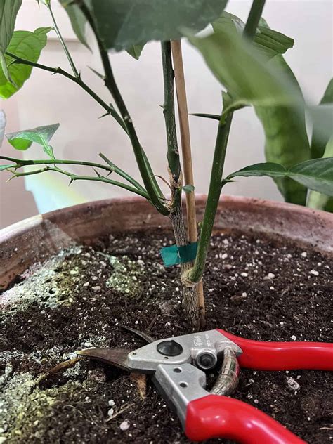 How to prune a Meyer lemon tree 🍋 ️ A step-by-step guide