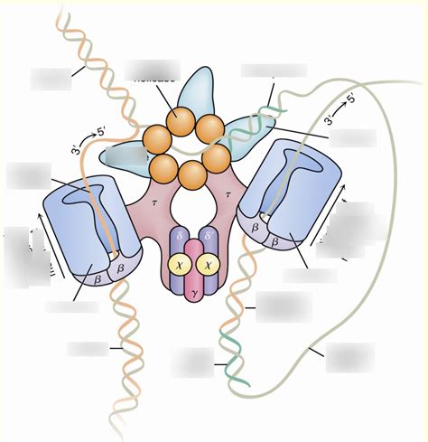 DNA polymerase III holoenzyme is a dimeric polymerase Diagram | Quizlet