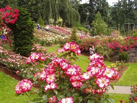 Portland Rose Garden - Portland Wallpaper (692412) - Fanpop