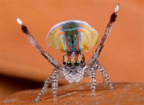 Funny Spiders - Pets Cute and Docile