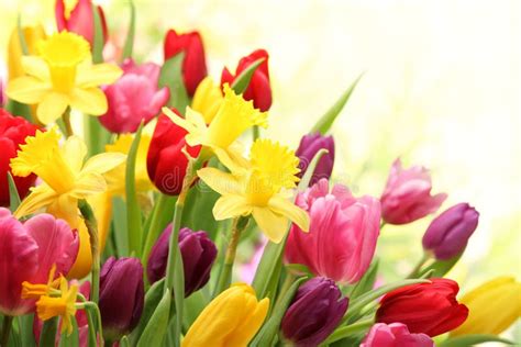 Tulips and daffodils stock photo. Image of cheerful, april - 29004116