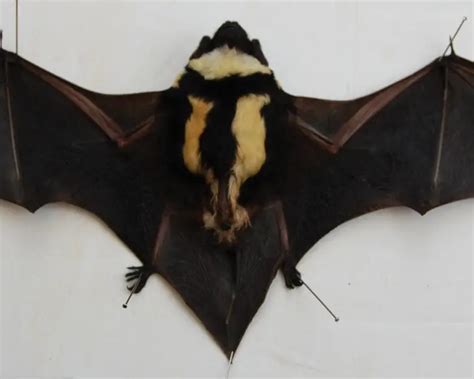 Pied bat - Facts, Diet, Habitat & Pictures on Animalia.bio