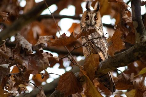 Spiritual Meaning Of Owl Hooting: Warning Of Unseen Danger!