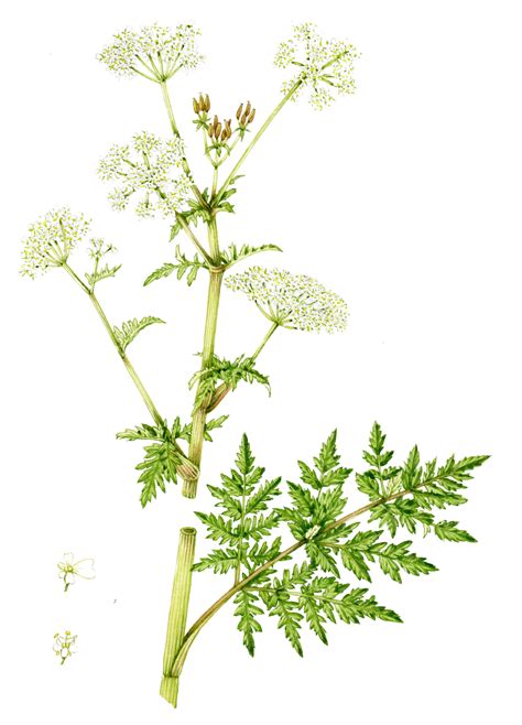 Cow parsley Anthriscus sylvestris - Lizzie Harper