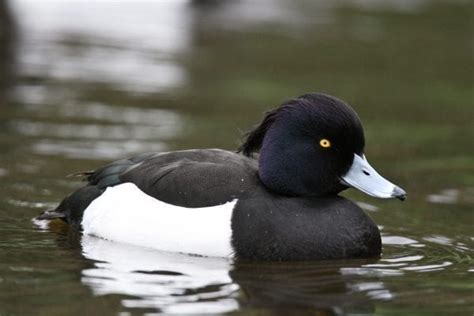 Tufted Duck - BirdWatch Ireland