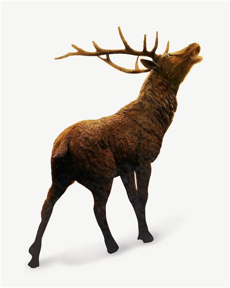 Elk with antlers isolated image | Free Photo - rawpixel