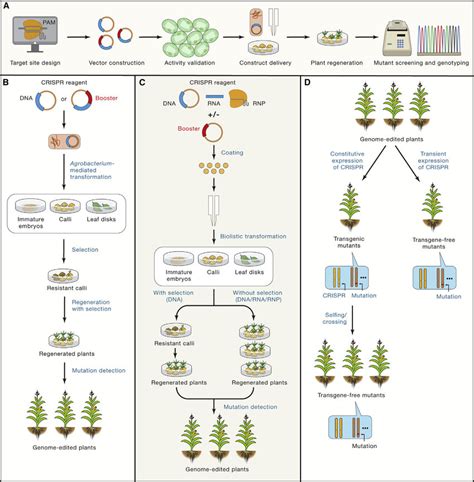 General procedure for plant genome editing (A) Schematic illustration ...