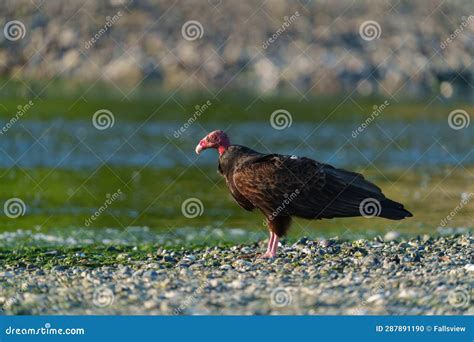 Turkey Vulture Feeding at Seaside Beach Stock Photo - Image of close ...