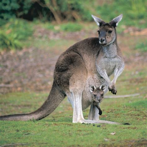 Guide to Australia’s animals – Tourism Australia