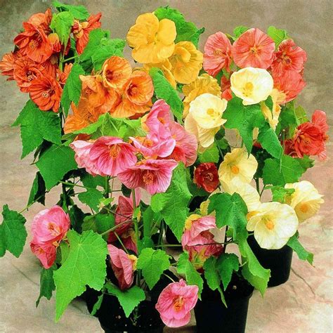 FLOWERING MAPLE Abutilon Hybridum Mix - 50 SEEDS