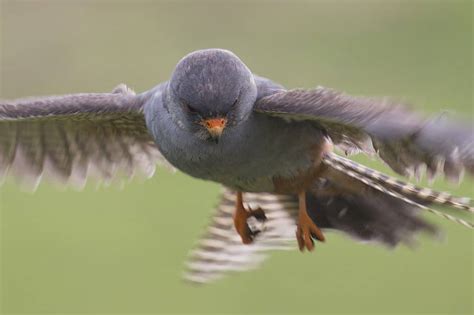 Red Footed Falcon | Focusing on Wildlife