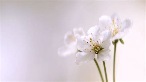 White Flower Wallpaper Hd : White Flower Background Hintergrundbilder Download White Backgrounds ...