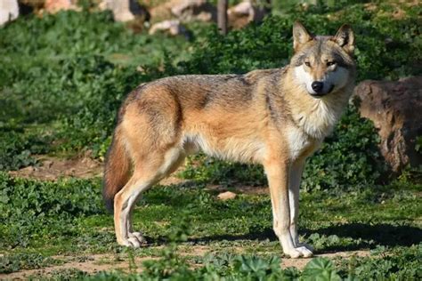 Red Wolf: Why Is It Endangered?