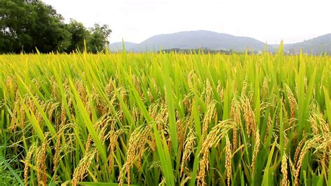 Plantação de arroz: saiba como aumentar a lucratividade