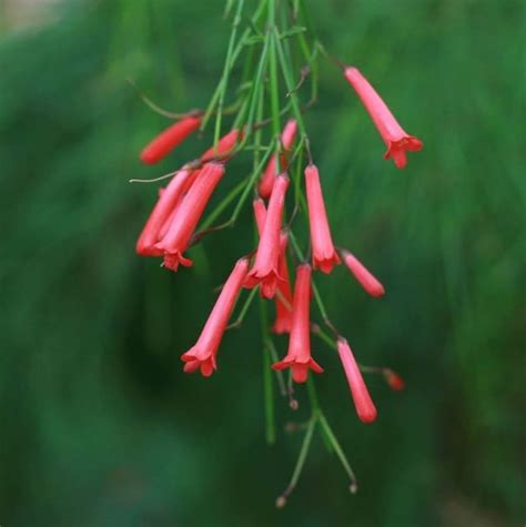 Firecracker Plant Care - 5 Steps to Beautiful Flowers! (Pollinators Love This!) - Catching Spring