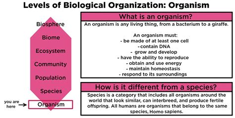 Organisms (Ecology) — Definition & Examples - Expii