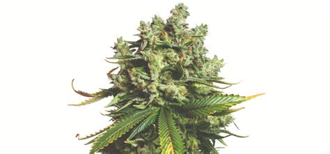 Sativa Cannabis Seeds For Sale - Indopedia