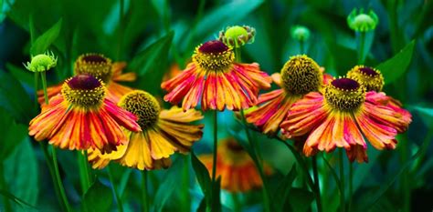 How To Grow & Care For Heleniums | Horticulture Magazine