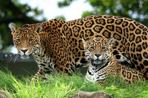 Male & Female Jaguars | Jaguar animal, Wild cats, Animals