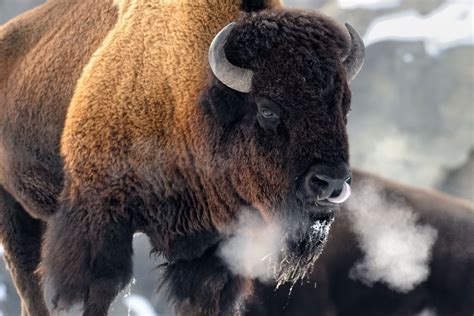 Wood Buffalo National Park - World Heritage Routes Travel | Bison ...