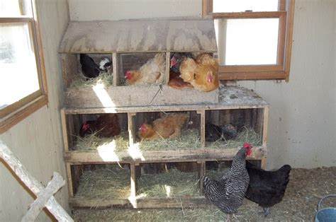 Spinners End Farm: Chicken Nest Box Blues