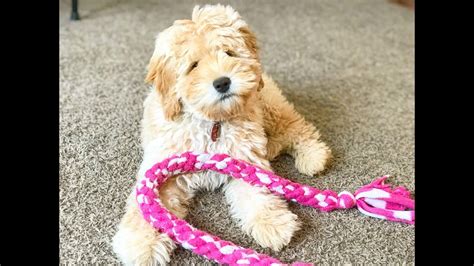 Puppy Training Goldendoodle 15 weeks - YouTube