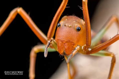 Ant-mimic crab spider (Amyciaea sp.) - DSC_6258b | Crab spider, Spider face, Spider