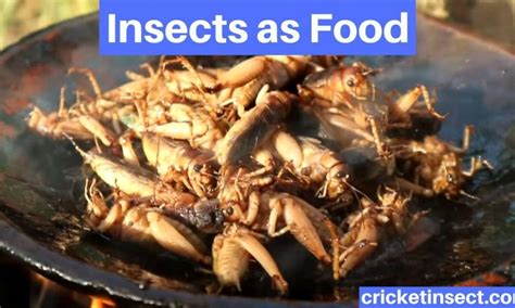 Entomophagy |Insects as Food | Nutrition and Benefits - CricketInsect.com