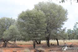 Acacia aneura "Mulga" - Plant Profiles - Queensland Native Seeds