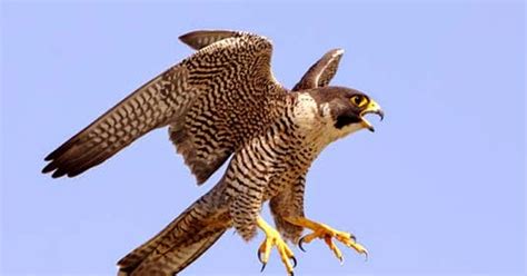 Information Dose: top 5 fastest flying birds on earth