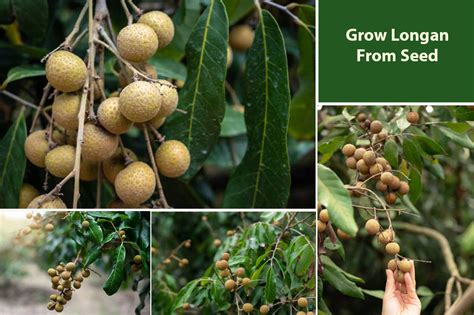 How To Grow Longan From Seed (Plant Dragon Eye Fruit Tree ...