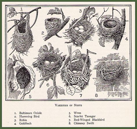 Bird Nest Illustration from The Home Educator | Bird nests art, Nest ...