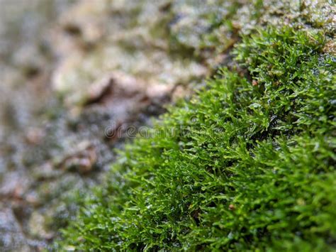 Macro of Green Moss Texture Stock Photo - Image of plant, nature: 263332826