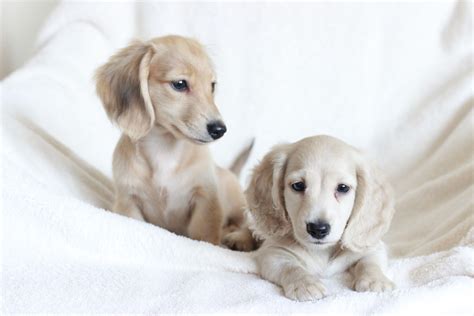 Dachshund puppies, Dachshund breed, Puppies