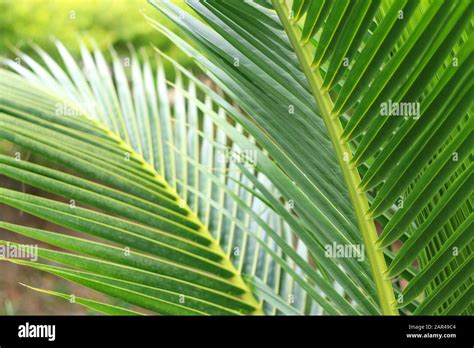 Green stem and coconut leaf background. Leaves of coconut trees Stock Photo - Alamy