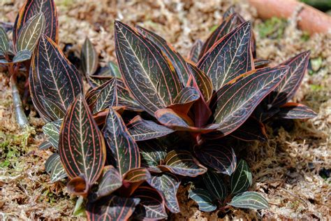 Jewel Orchid Care Tips: How to Grow Jewel Orchids - 2025 - MasterClass