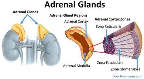 Adrenal Medulla Anatomy