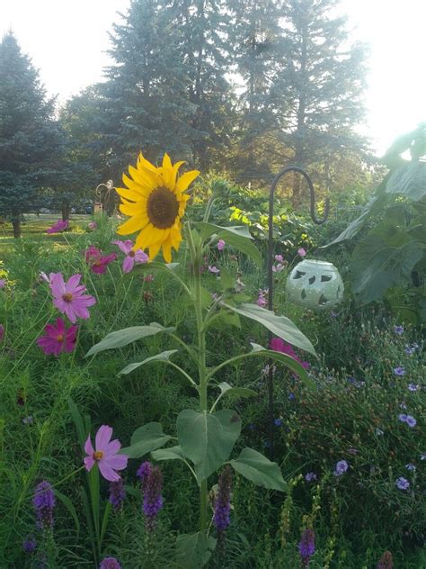 Lone sunflower that came up in the flower bed of my vegetable garden.... So pretty! | Flower ...