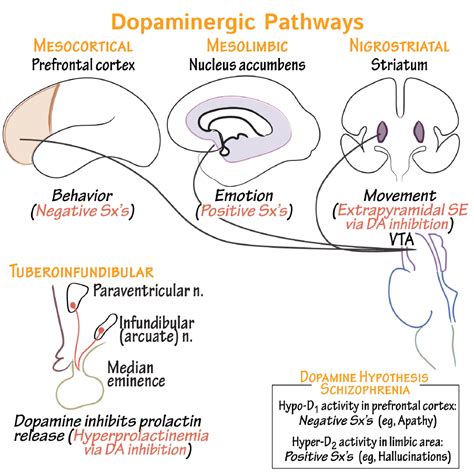 Neuroanatomy Glossary: Dopaminergic Pathways | ditki medical ...