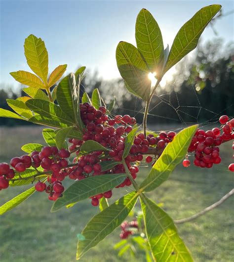 LS’Entielles Volupté | Schinus Terebinthifolius Seed Oil | Ingredient ...