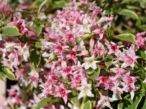 Weigela Care: How To Grow Weigela