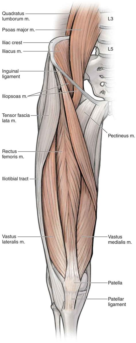 Hip Muscles Diagram