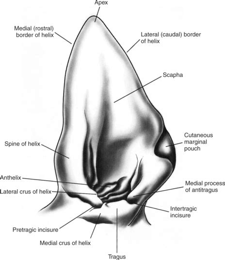 Anatomy of the Canine and Feline Ear | Veterian Key