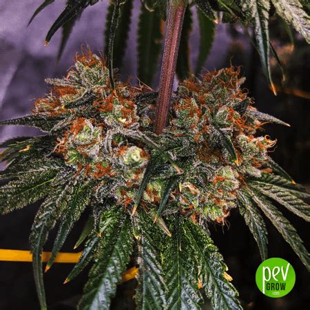 Ghost Og Marijuana seeds/Feminized seeds - Pevgrow