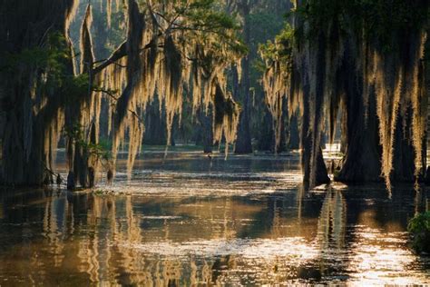 15 mejores recorridos por el pantano de Luisiana - Bookineo