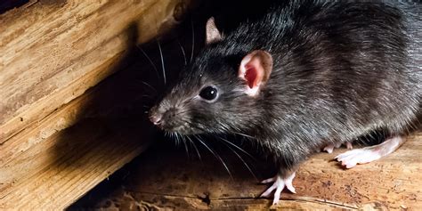 Signs You Have Roof Rats | Pest Control Inc - Las Vegas NV