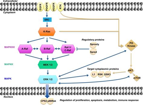 Currículum olvidadizo Mendigar map kinase pathway Sociología Canoa Persistente